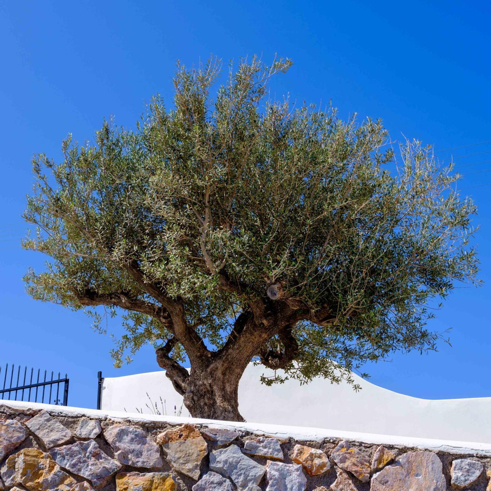 Santorini C Villa Firá Buitenkant foto